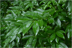 Cocculus laurifolius